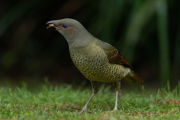 Satin Bowerbird in Australia