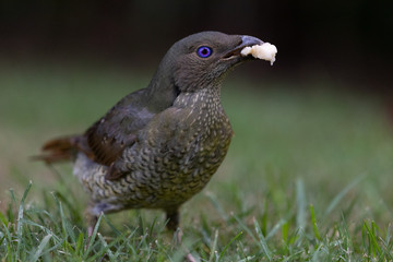 Satin Bowerbird in Australia