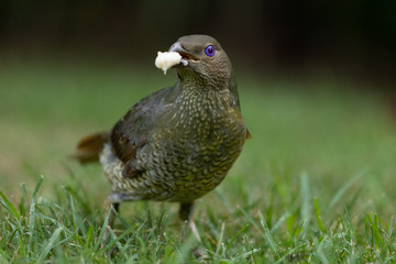 Satin Bowerbird in Australia