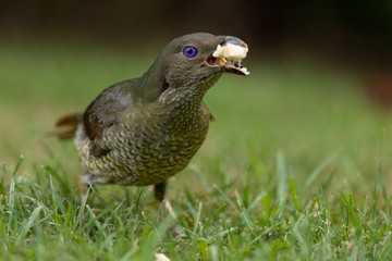 Satin Bowerbird in Australia