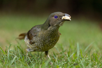 Satin Bowerbird in Australia