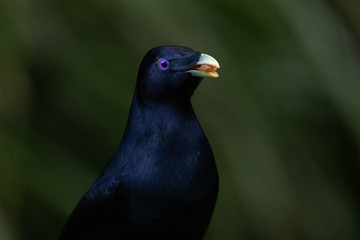 Satin Bowerbird in Australia