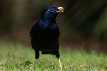 Satin Bowerbird in Australia