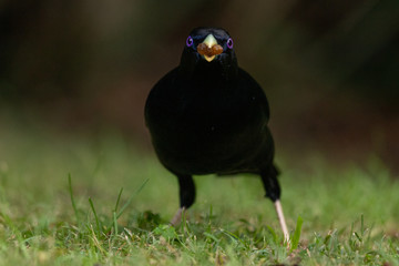 Satin Bowerbird in Australia