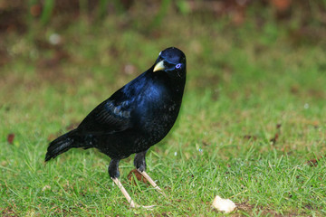 Satin Bowerbird in Australia