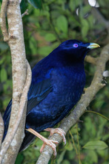 Satin Bowerbird in Australia