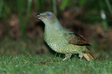 Satin Bowerbird in Australia