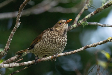Regent Bowerbirds in Australia