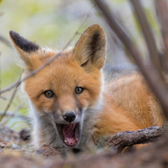 Red Fox Puppy tired from play yawning