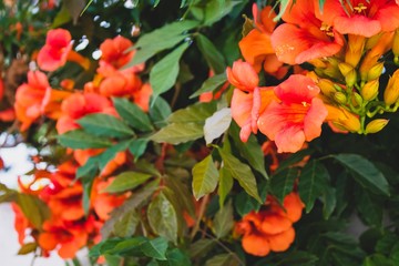 Close up orange flowers on natural light. Summer day in Europe, Portugal.