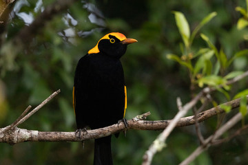 Regent Bowerbirds in Australia