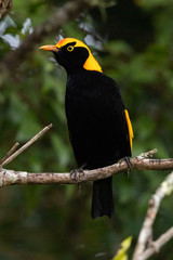 Regent Bowerbirds in Australia