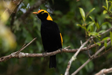 Regent Bowerbirds in Australia