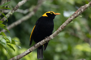 Regent Bowerbirds in Australia