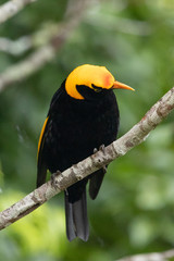 Regent Bowerbirds in Australia