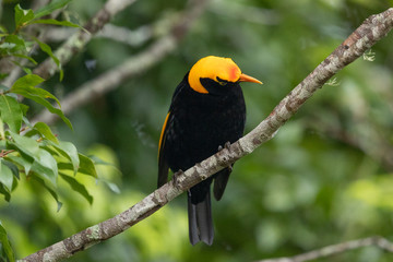 Regent Bowerbirds in Australia