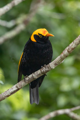 Regent Bowerbirds in Australia