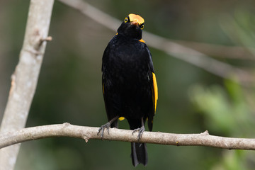 Regent Bowerbirds in Australia