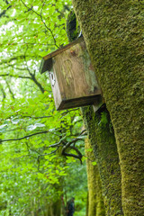 Artificial nest box in the Exmore Park - National Trust