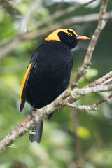 Regent Bowerbirds in Australia