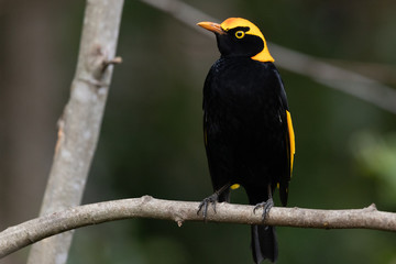 Regent Bowerbirds in Australia