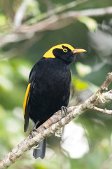 Regent Bowerbirds in Australia