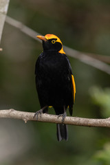 Regent Bowerbirds in Australia