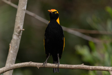 Regent Bowerbirds in Australia