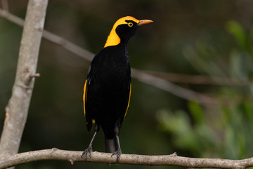 Regent Bowerbirds in Australia