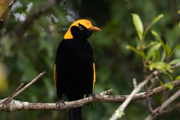 Regent Bowerbirds in Australia