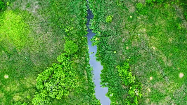 Top view of green algae on the lake, flying above