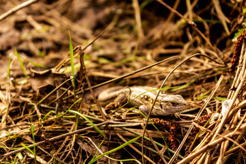 The little lizard, hiding, merges on the background of dry grass.