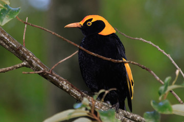 Fototapeta premium Regent Bowerbirds in Australia