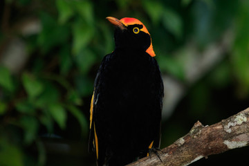 Regent Bowerbirds in Australia