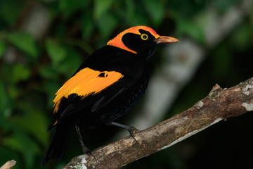 Regent Bowerbirds in Australia