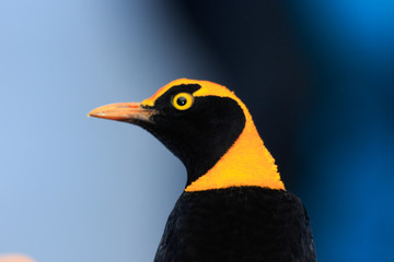 Regent Bowerbirds in Australia
