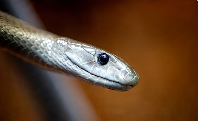 Mamba noir