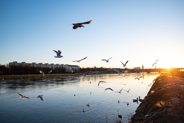 Sunset Dresden Neustadt Elbe Seagull