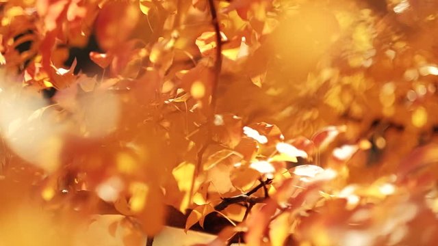 Charming fall season. Blur yellow tree leaves sway in wind.