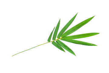 Bamboo leaf isolate on white with clipping path