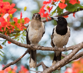 Pied Butcherbird in Australia