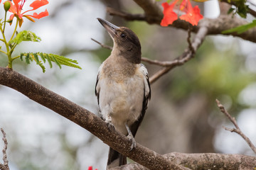 Pied Butcherbird in Australia