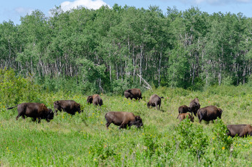 Bison herd grazing at the Lake Audy Bison Enclosure at Riding Mountain National Park Winnipeg, Manitoba, Canada - Travel Destination