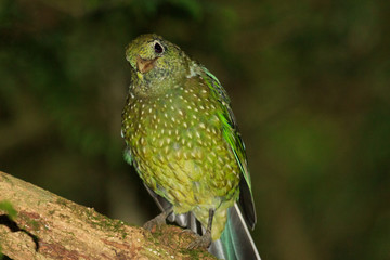 Green Catbird in Australia