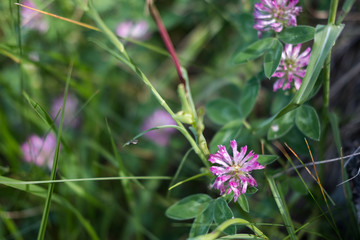 Plantes alpestres d'été