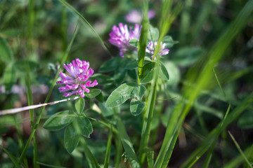 Plantes alpestres d'été