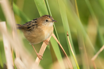 Golden Headed Cisticola in Australia