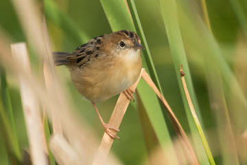 Golden Headed Cisticola in Australia