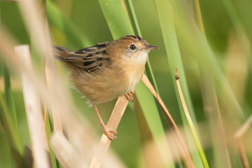 Golden Headed Cisticola in Australia