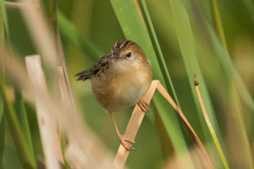 Golden Headed Cisticola in Australia